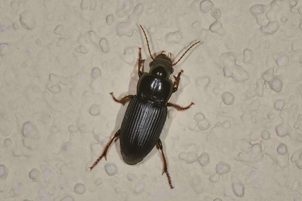 Harpalus attenuatus - Carabidae